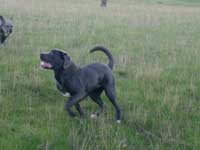 black cane corso italian mastiff